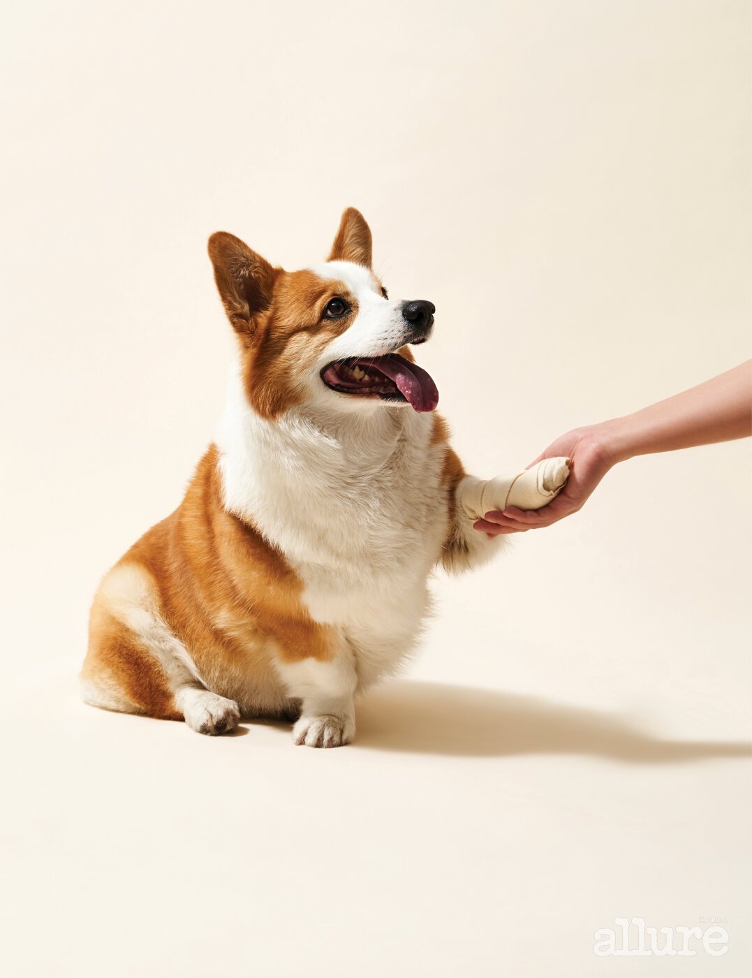 PET 119 - 뉴스 썸네일 이미지